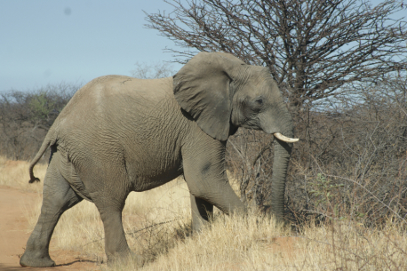 Elephant on TimBila Nature Reserve by Naankuse